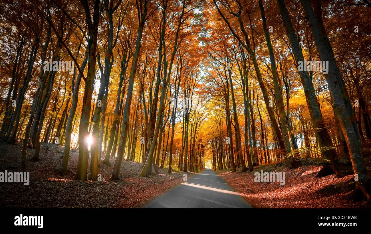 Colori autunnali nelle foreste dello Jutland, Danimarca Foto Stock