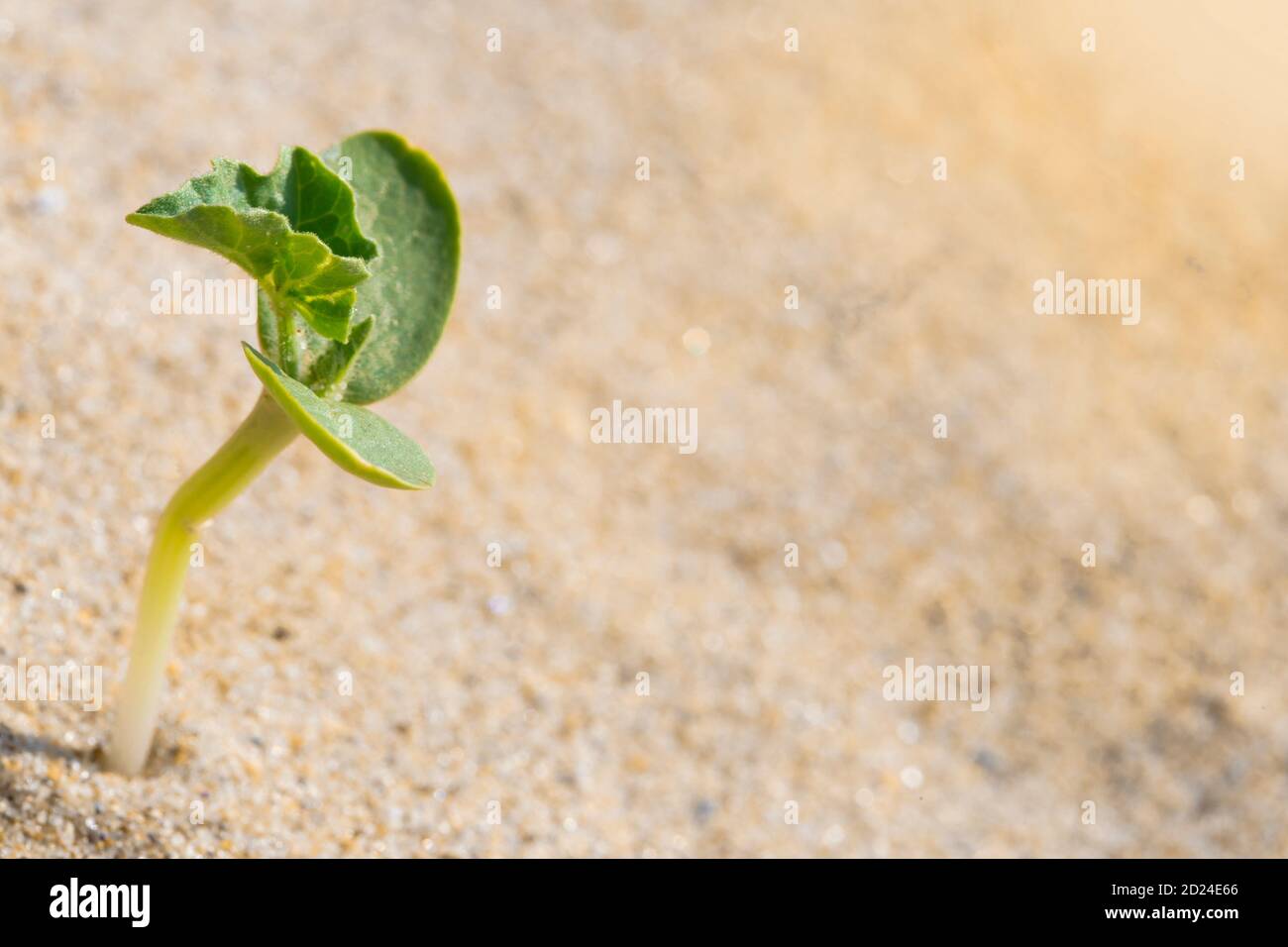 Singola pianta piccola cresce sulla spiaggia sulla sabbia. Concetto di erosione. Ambiente asciutto. Foto Stock