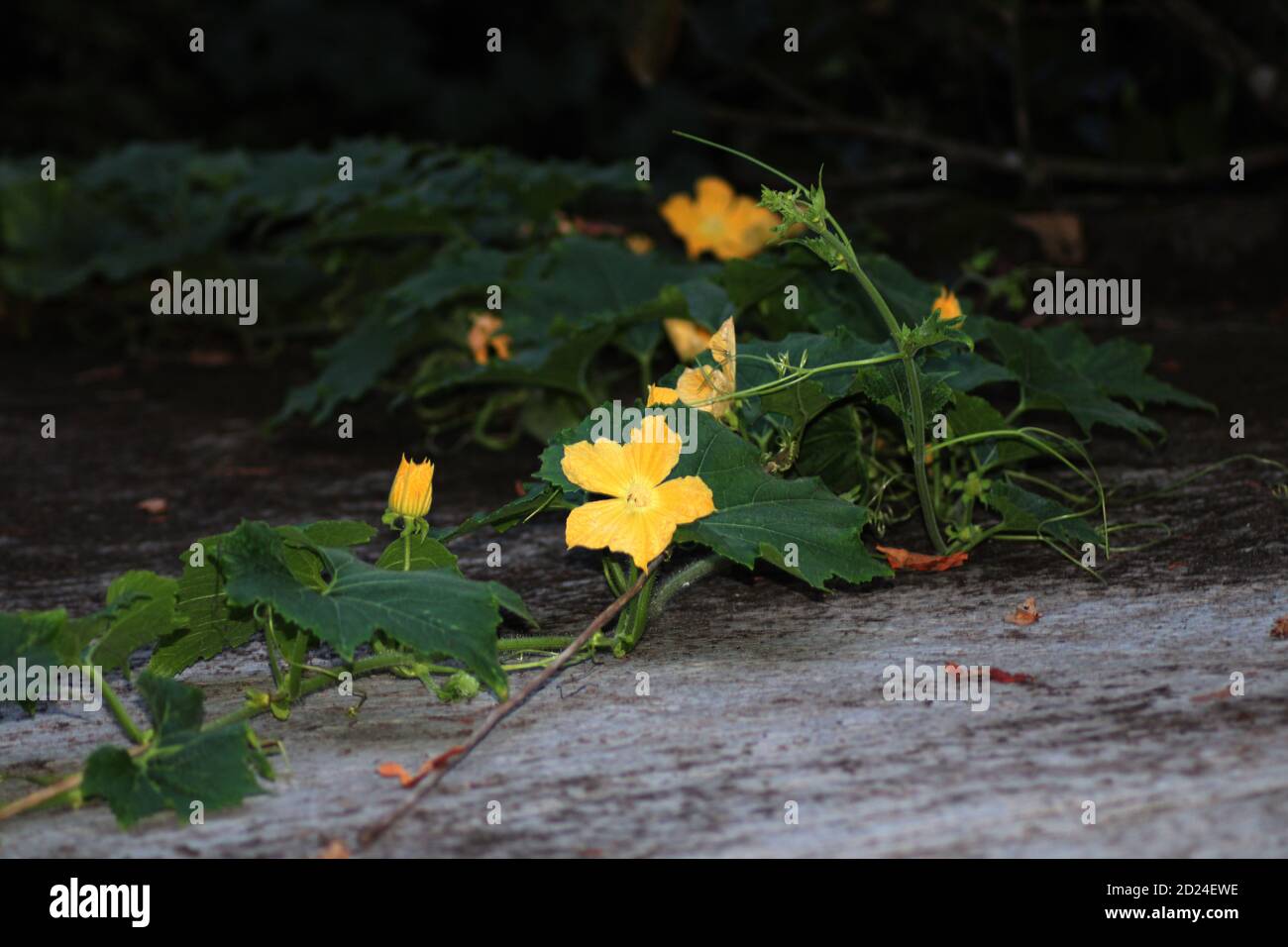 Fiore di zucca nell'albero foto di sfondo naturale Foto Stock