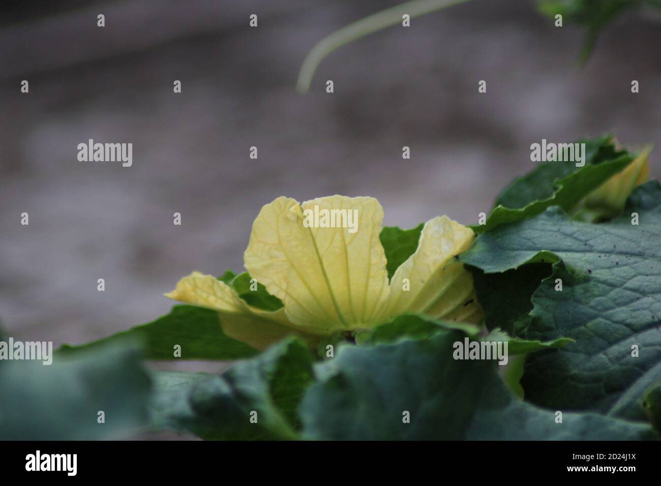 Foto naturale fiore di zucca cattura Foto Stock