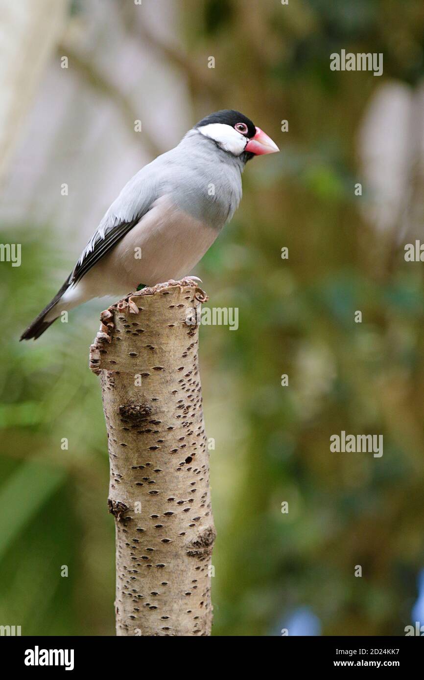 Passera Java (Lonchura oryzivora) appollaiato su un ramo Foto Stock