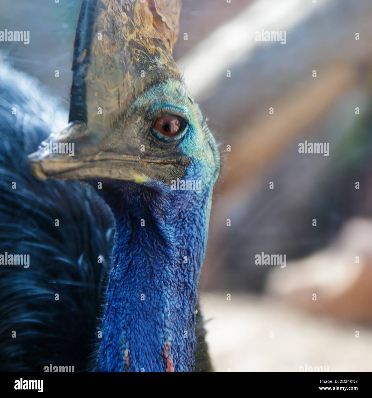 Ritratto di un cassovaio meridionale (Casuarius casuarius) Foto Stock