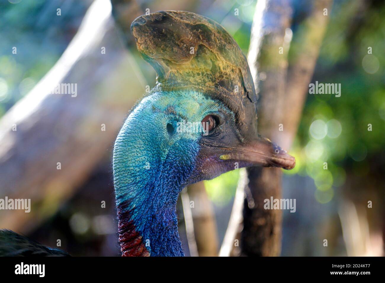 Ritratto di un cassovaio meridionale (Casuarius casuarius) Foto Stock