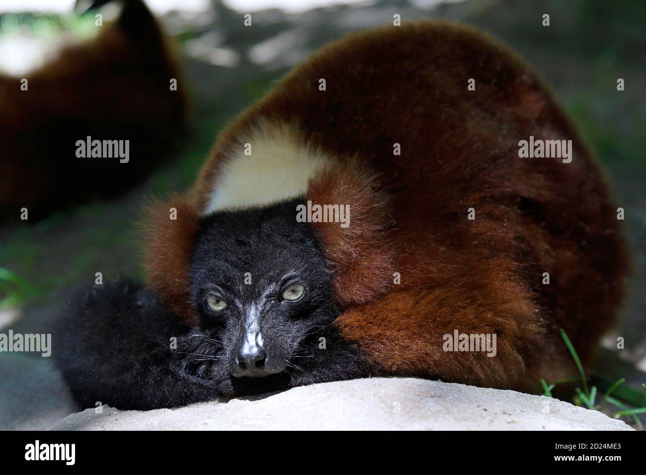 Lemure rosso arcuato (Varecia rubra) poggiato su una roccia Foto Stock