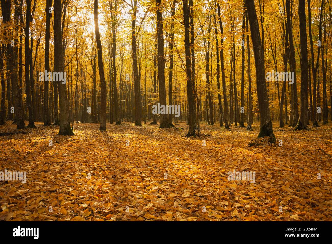 Autunno arancio foresta con foglie cadute Foto Stock