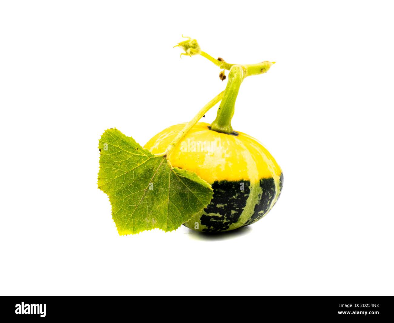 zucca colorata con foglia isolata su sfondo bianco Foto Stock