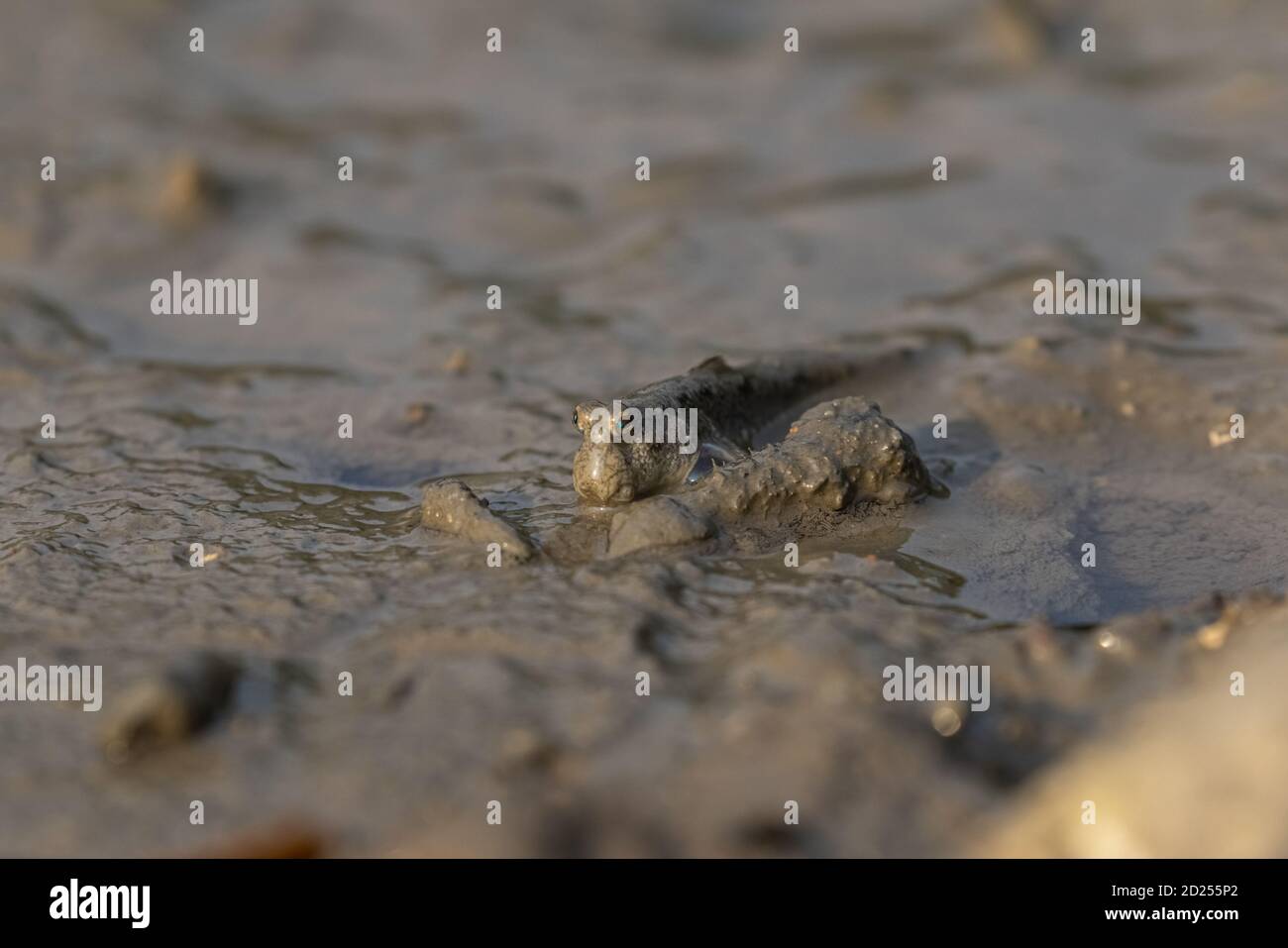 Mudskipper sulla piana di fango Foto Stock