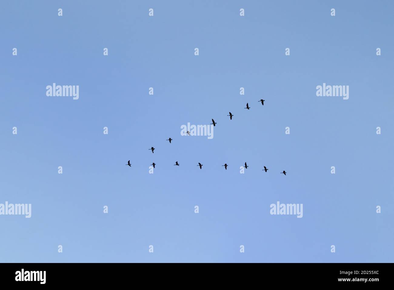 Un gregge di oche canadesi (Branta canadensis) Vola in una perfetta formazione a V contro un cielo blu Foto Stock