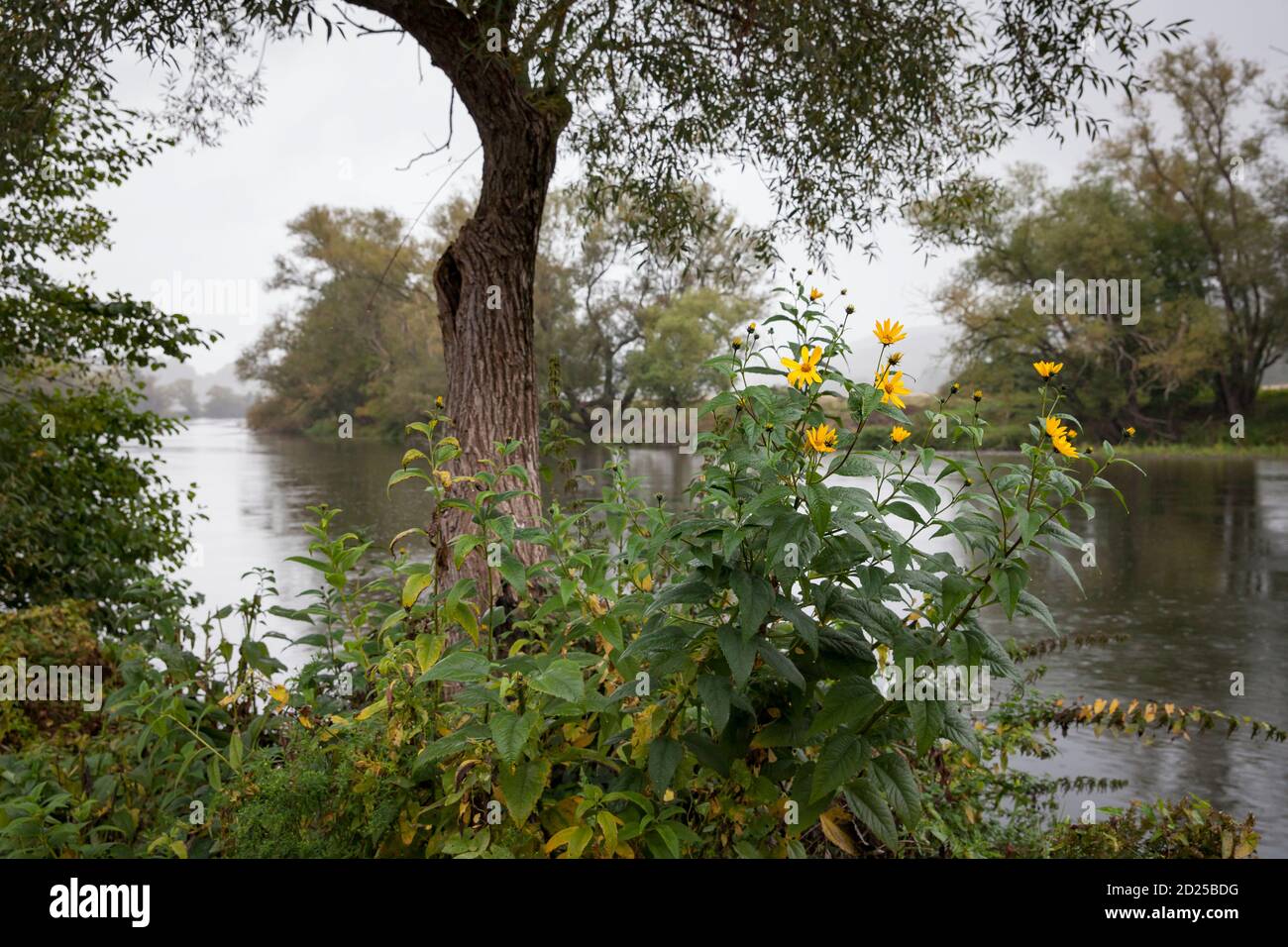 Il fiume Ruhr vicino Wetter-Wengern, giorno piovoso, Ruhr Area, Nord Reno-Westfalia, Germania. Die Ruhr bei Wetter-Wengern, Regen, Ruhrgebiet, Nordrhein- Foto Stock