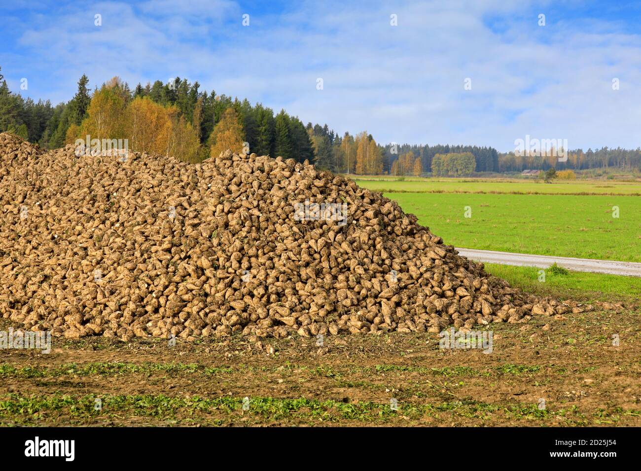 Grande mucchio di barbabietola da zucchero raccolta, Beta vulgaris, in campo in una bella giornata di Obtober. Sud della Finlandia. Foto Stock