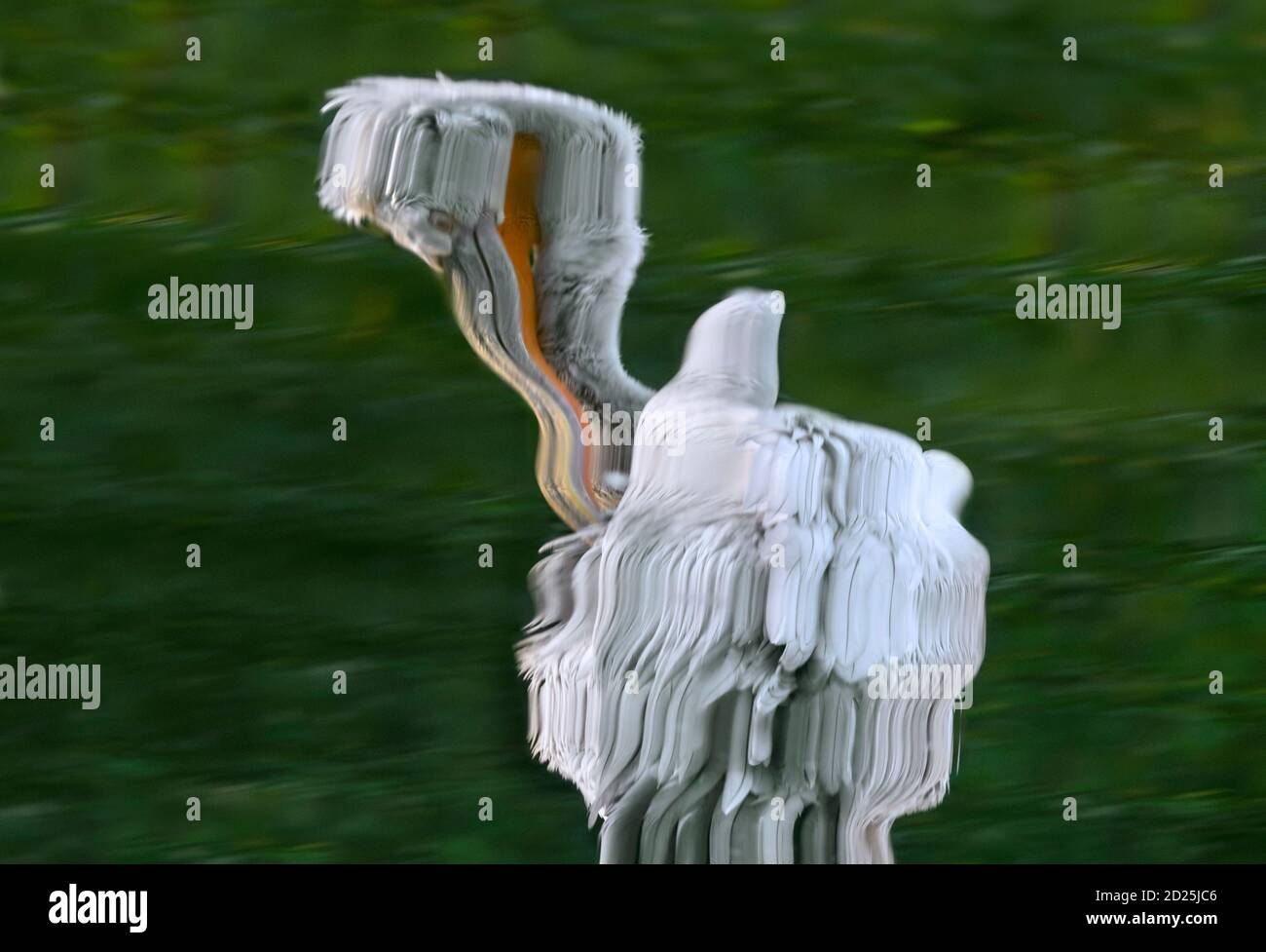 Riflessione astratta del pellicano dalmata (PELELANUS Crispus) preening piume in acqua di stagno Foto Stock