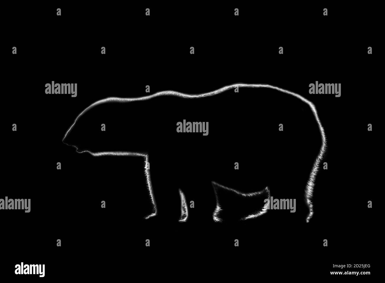 Profilo luminoso con bordo bianco e nero dell'orso polare (Ursus maritimus / Thalarctos maritimus) su sfondo nero Foto Stock