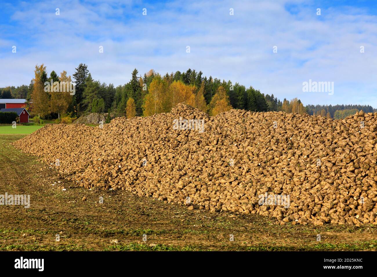 Grande mucchio di barbabietola da zucchero raccolta, Beta vulgaris, in campo in una bella giornata di Obtober. Sud della Finlandia. Foto Stock