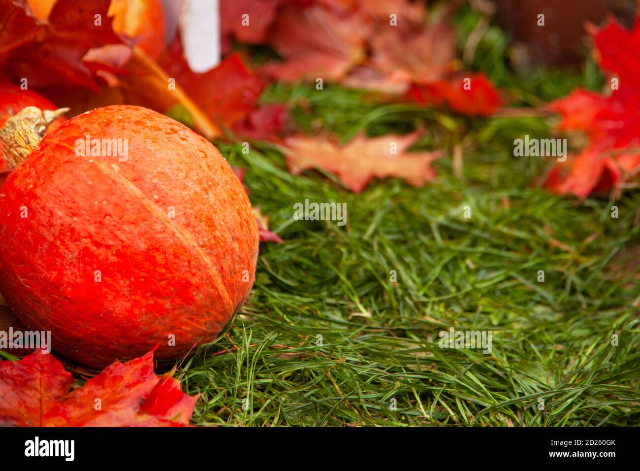 Foglie di zucca e di acero arancione caduto che giacciono sull'erba verde. Vendemmia autunnale Foto Stock