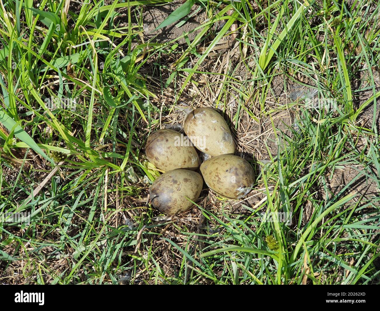 Limosa limosa. Il nido del Godwit dalla coda nera in natura. La Russia, la regione di Ryazan (oblast di Ryazanskaya) Foto Stock