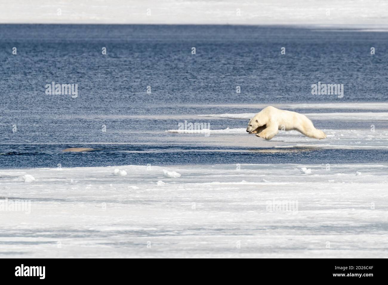 Giovane orso polare maschile adulto, ursus maritimus, a mezz'aria mentre salta dal ghiaccio veloce nell'oceano Artico, dopo aver avvistato una balena beluga nel wat Foto Stock