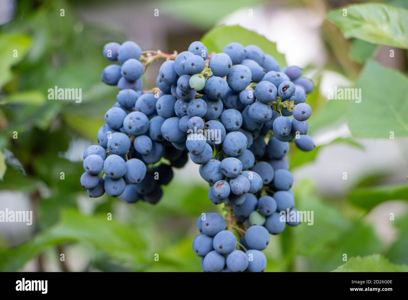 Bacche di uva blu selvatica e foglie verdi Foto Stock
