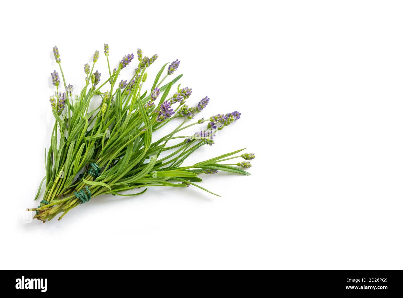Bouquet di lavanda giovane che scorre su uno sfondo bianco isolato Foto Stock