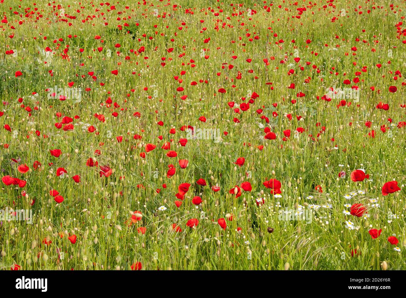 Un campo pieno di papaveri rossi bulgari Foto Stock