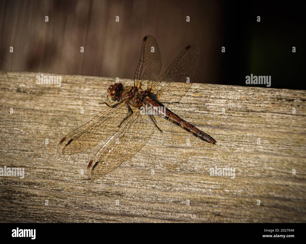 dragon-fly, insetto Foto Stock