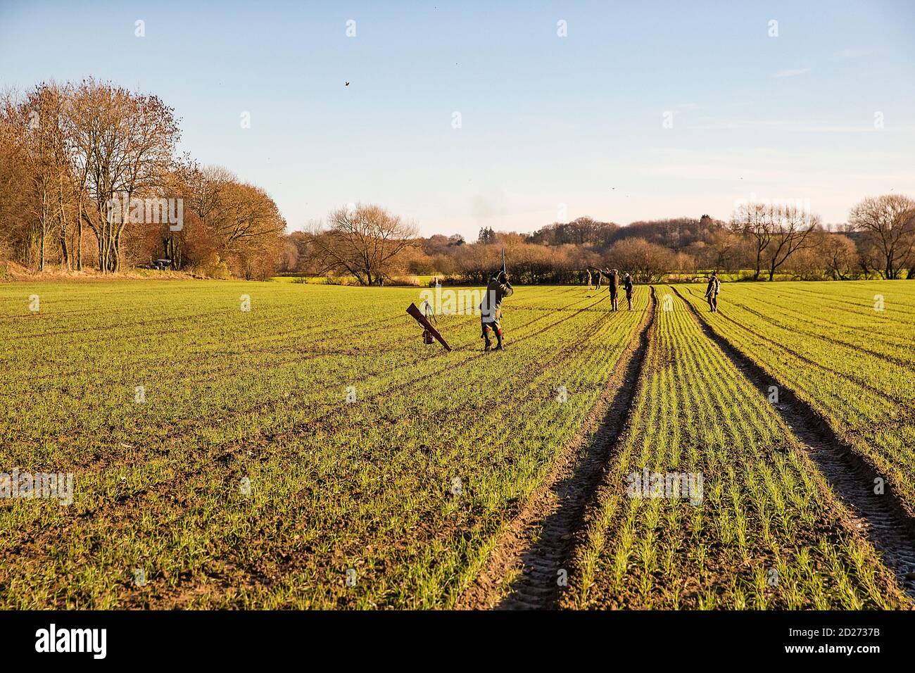 Caccia al fagiano guidato nel North Yorkshire, Inghilterra. Foto Stock