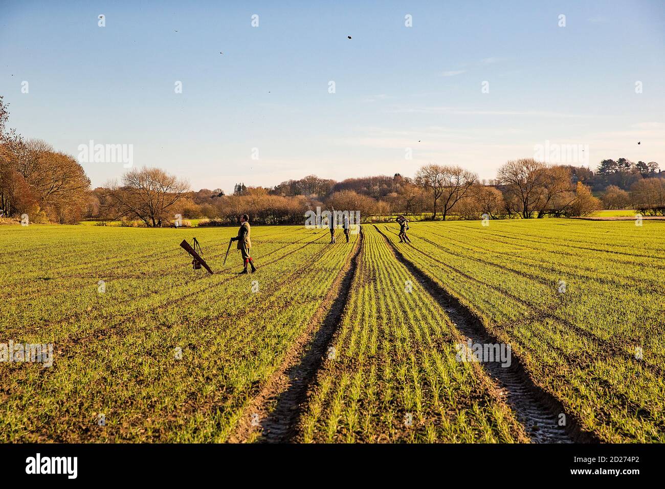 Caccia al fagiano guidato nel North Yorkshire, Inghilterra. Foto Stock