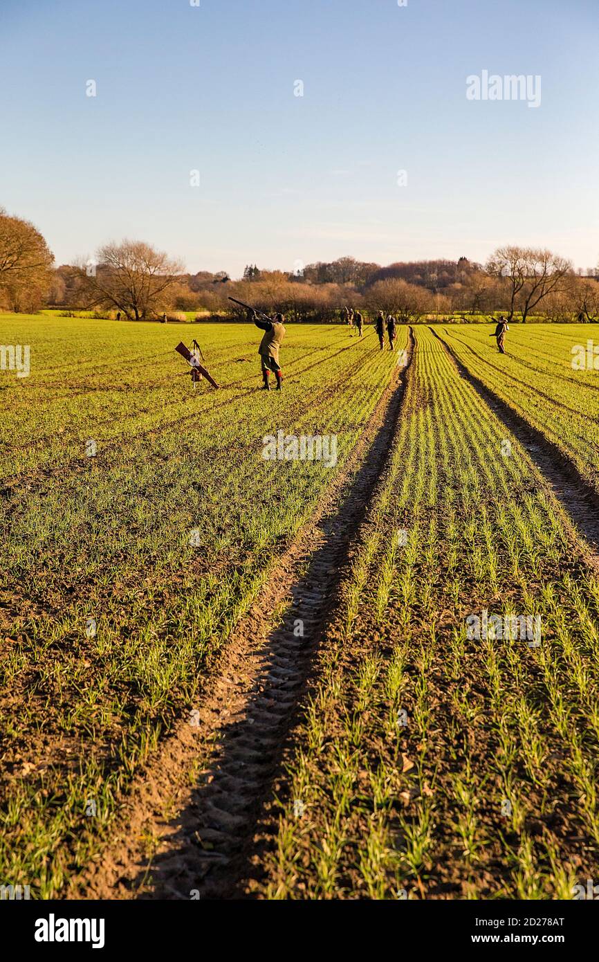 Caccia al fagiano guidato nel North Yorkshire, Inghilterra. Foto Stock