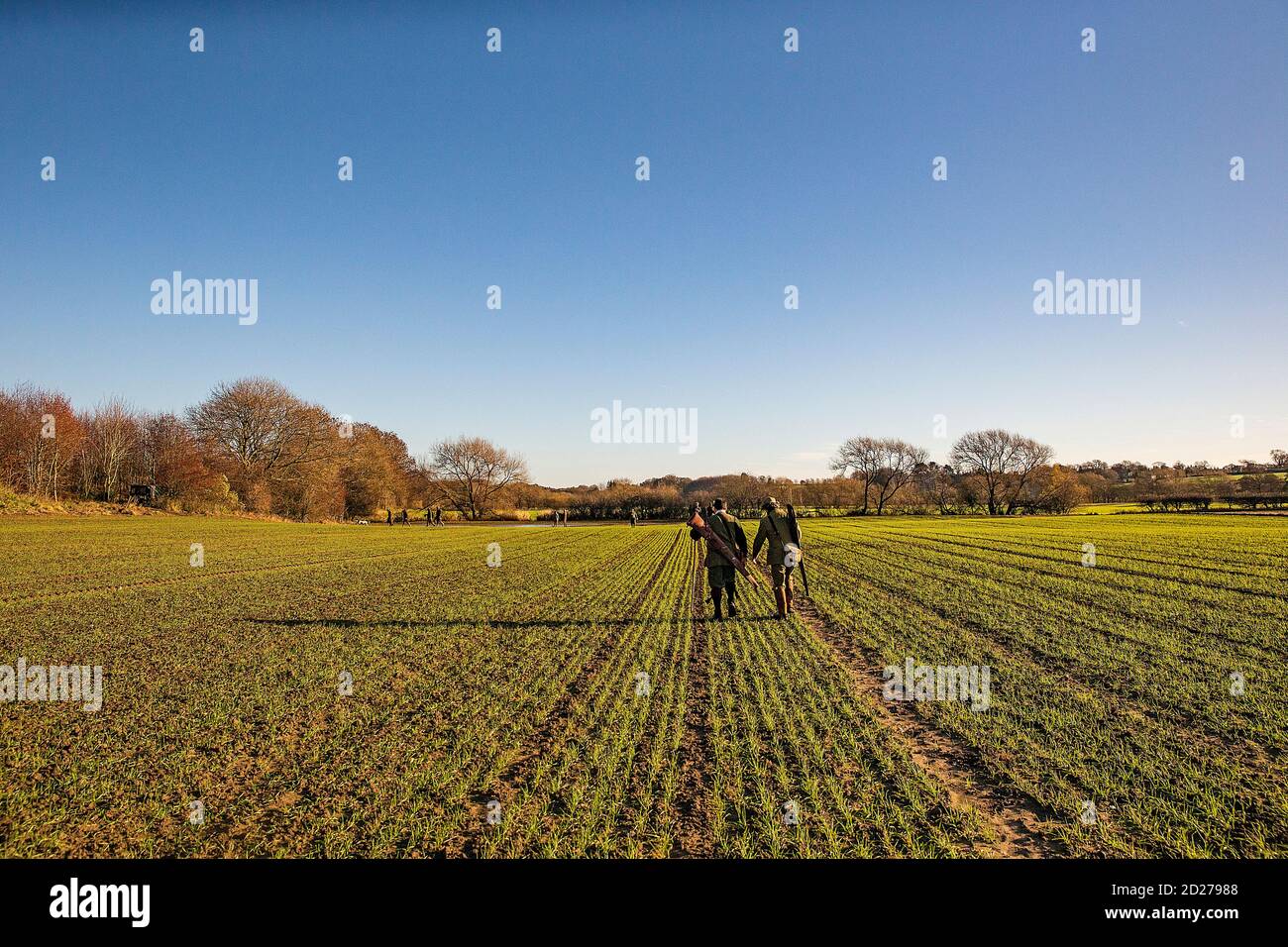 Caccia al fagiano guidato nel North Yorkshire, Inghilterra. Foto Stock