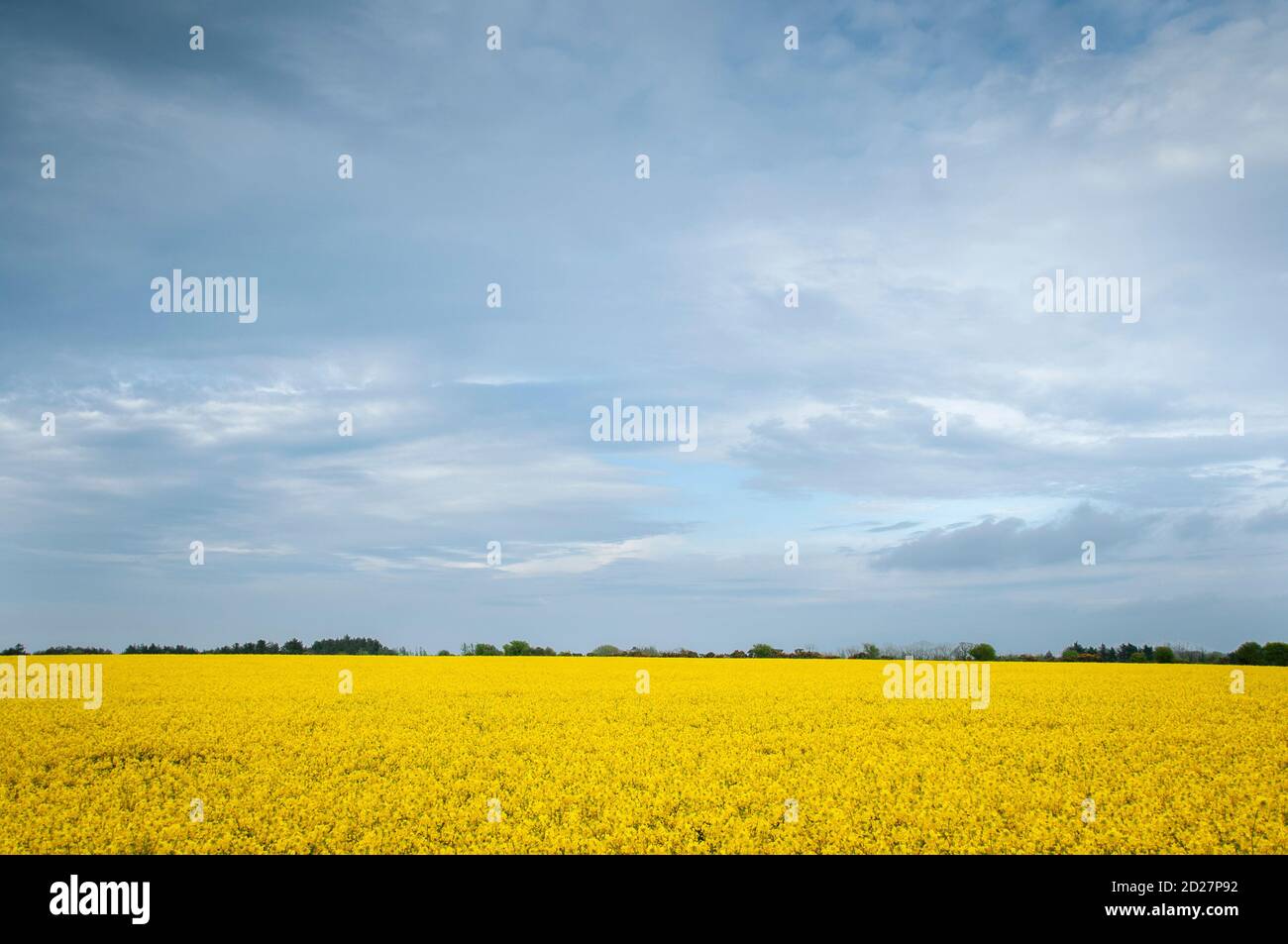 Fiore di colza – il fiore giallo del paesaggio irlandese Foto Stock