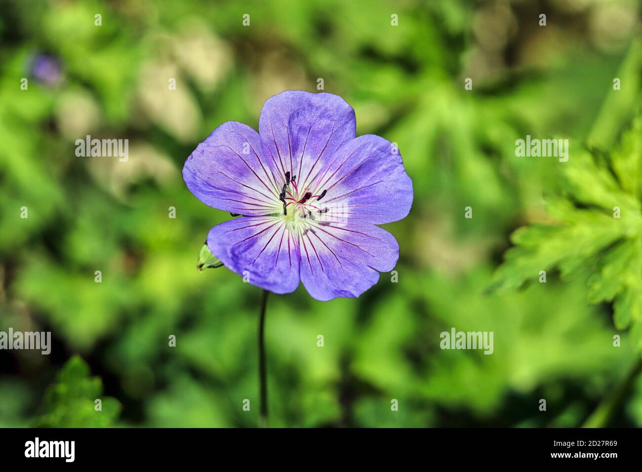 Giardino inglese fiore Foto Stock