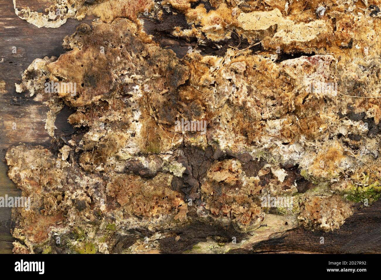 Muffa di funghi marrone che cresce su legno di legno marcio log Foto Stock