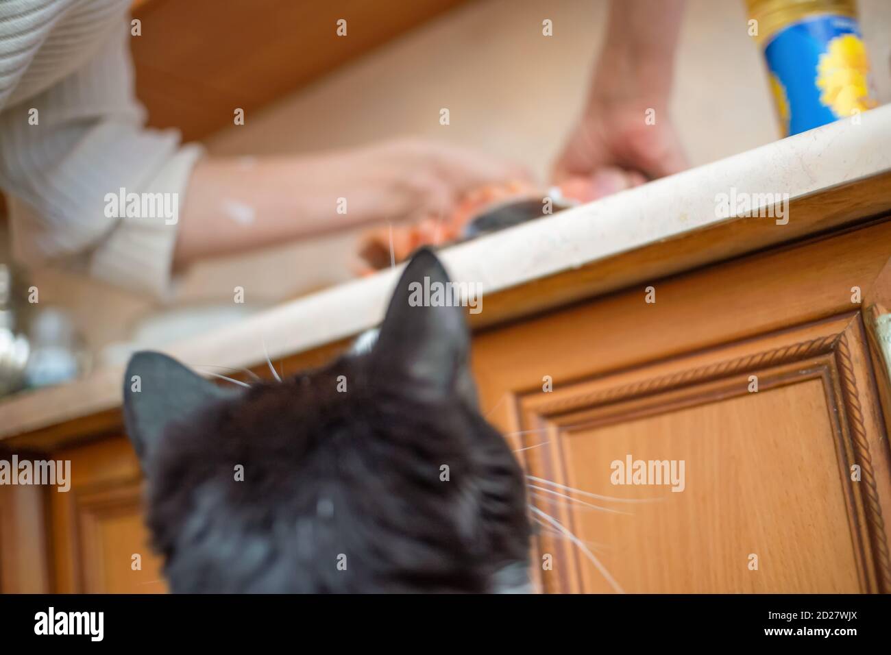 la testa nera del gatto guarda la padrona, che sta macchiando il pesce sul tavolo Foto Stock