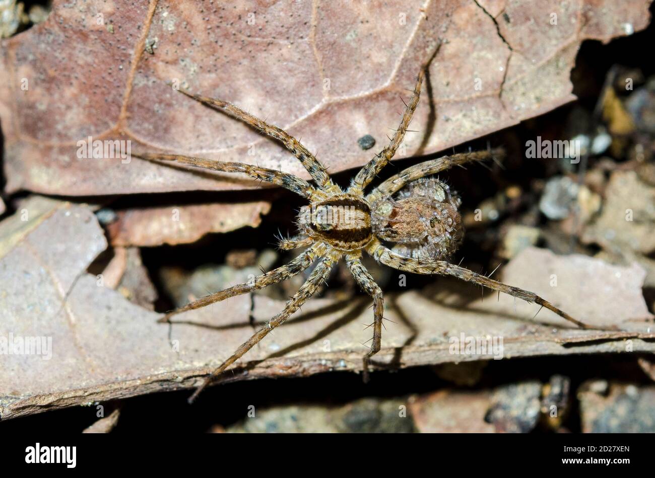Wolf Spider, famiglia Lycosidae, che porta ragni giovani, Klungkung, Bali, Indonesia Foto Stock