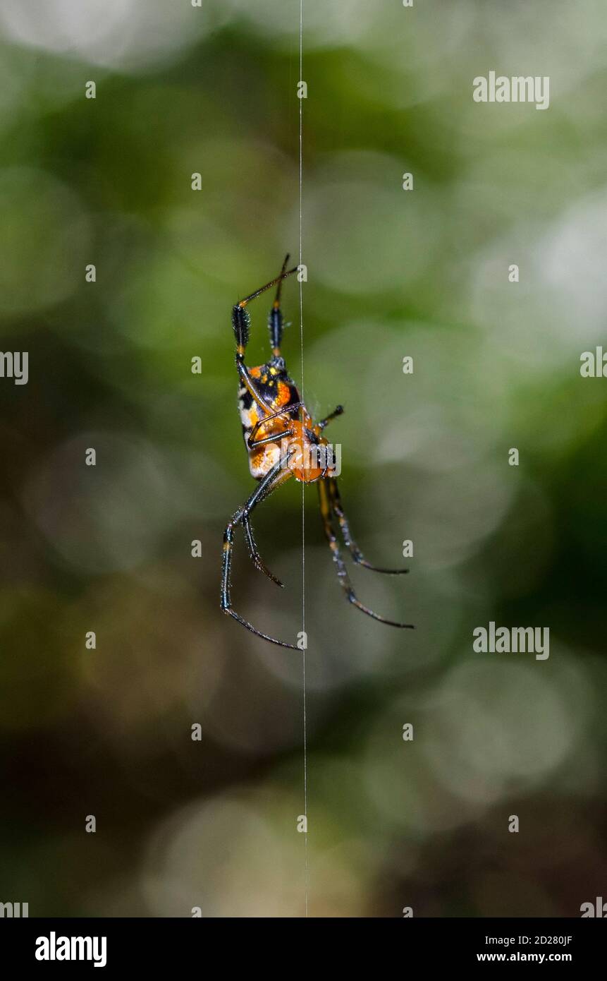 Leucarge Spider a forma di pera, Opadometa fastigata, appeso su filo, Klungkung, Bali, Indonesia Foto Stock