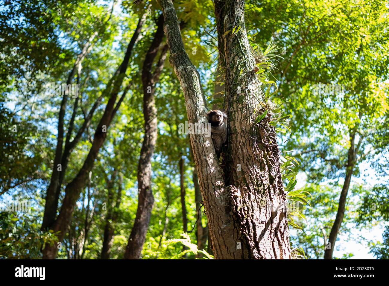 Un esempio di Callithrix in un parco nella campagna di San Paolo (Brasile). Foto Stock