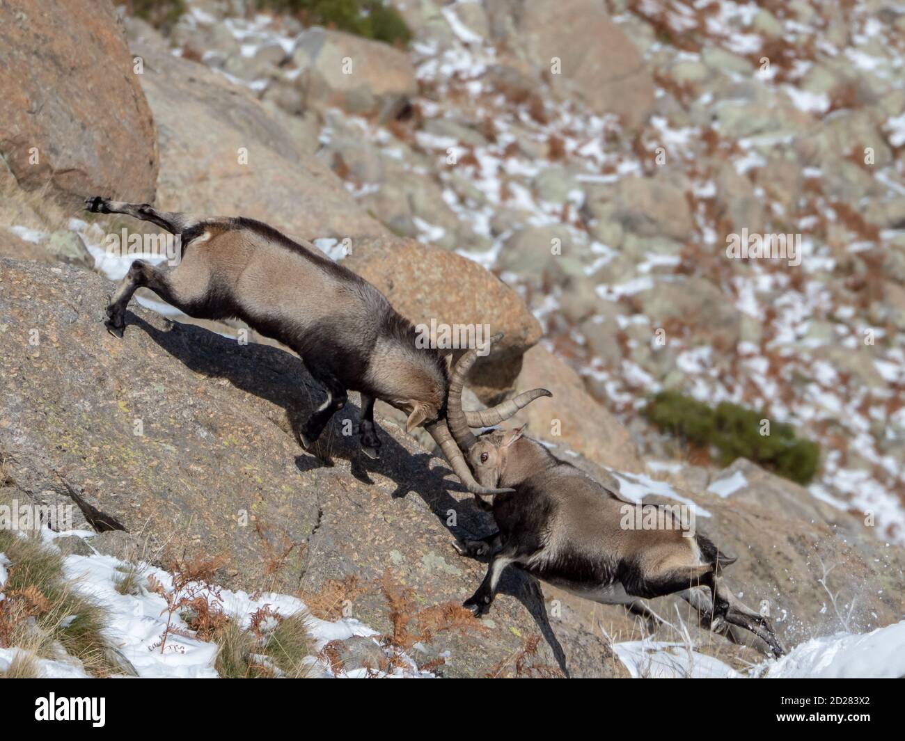 Due capre selvatiche con corna lunghe che combattono nella neve montagne Foto Stock