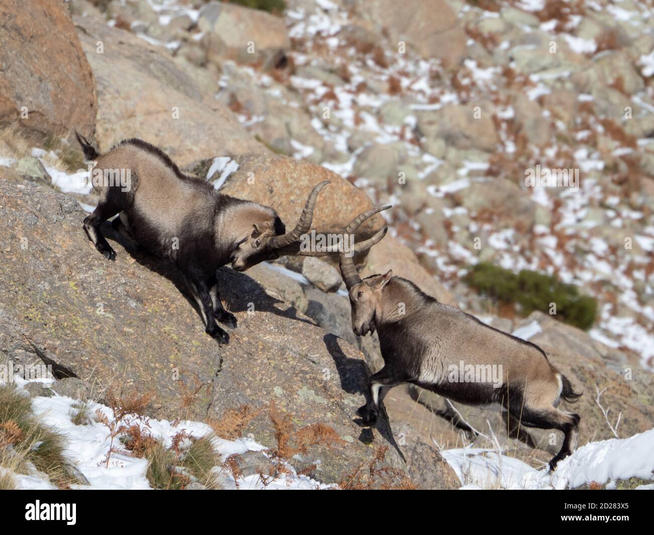 Due capre selvatiche con corna lunghe che combattono nella neve montagne Foto Stock