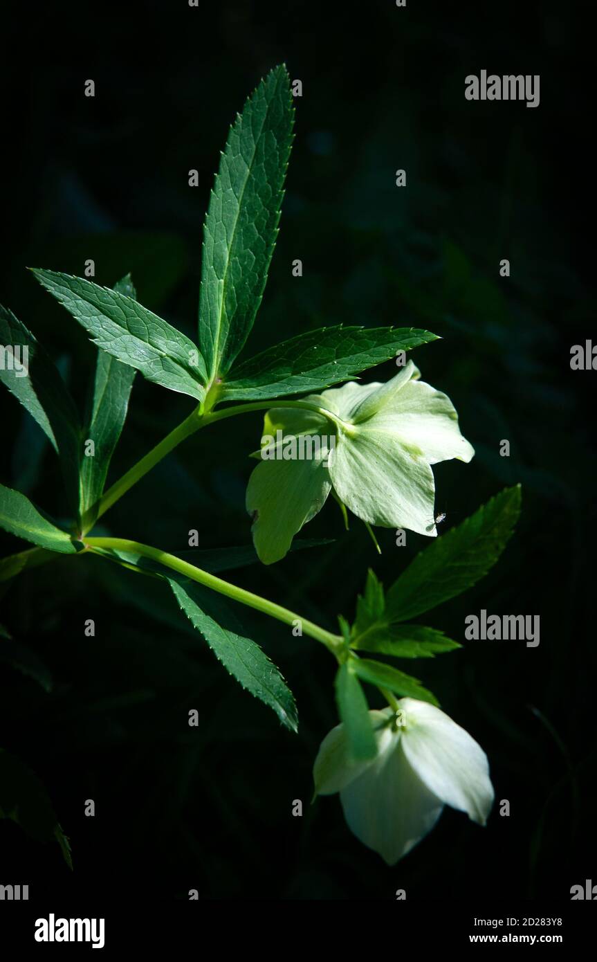 Fiore verde selvaggio. Foto Stock