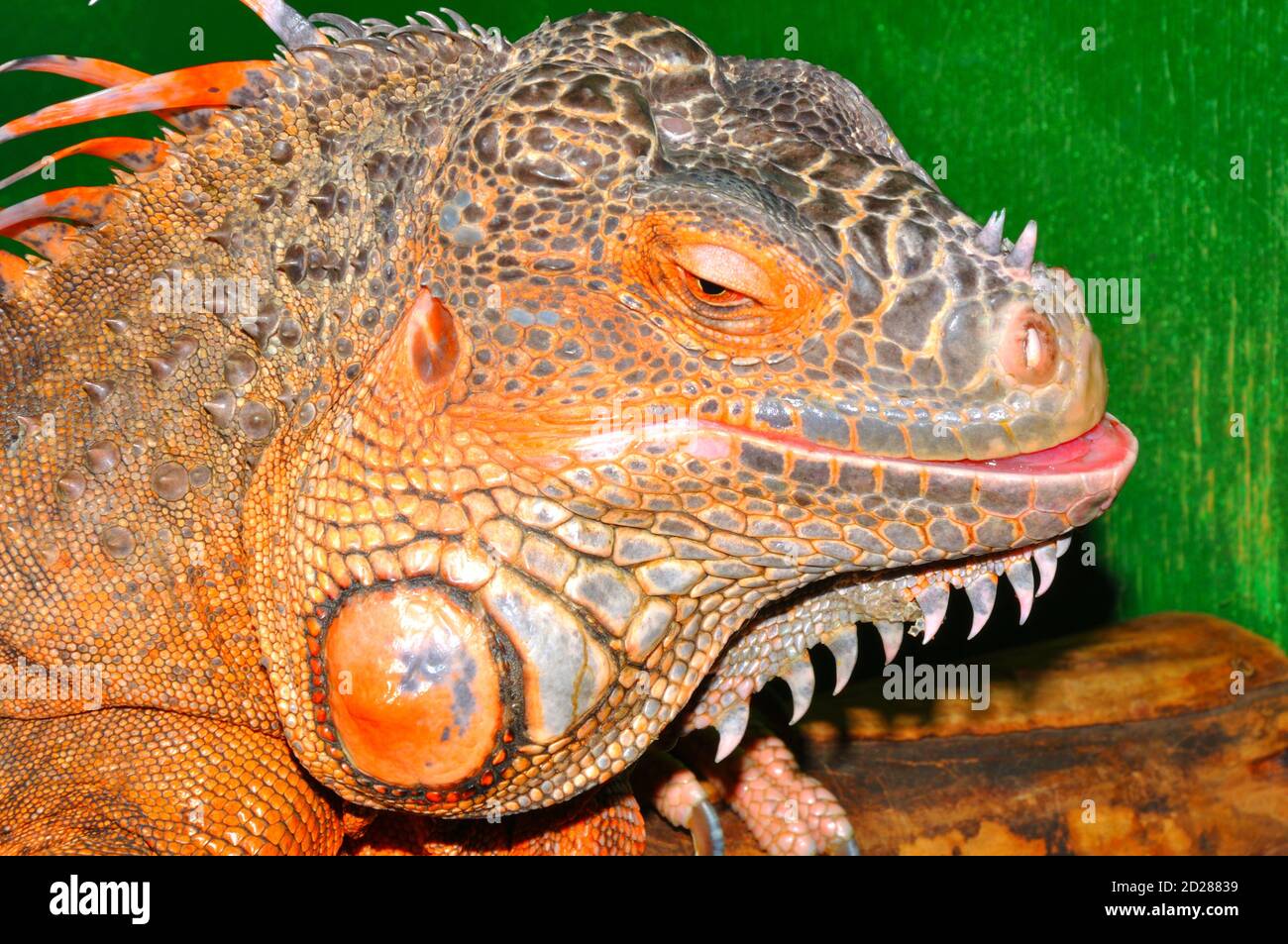 Iguana rossa - iguana verde morfo (latino. Iguana iguana) è una grande lucertola erbivora della famiglia iguana Foto Stock