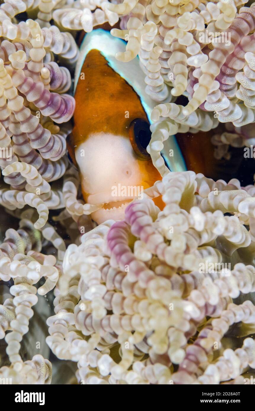 Anemonefish di Clark, clarkii di Amphiprion, in Anemone Mare pervaso, aurora di Heteractis, sito di immersione Rhino City, Ambon, Maluku, Indonesia, Mare di banda Foto Stock