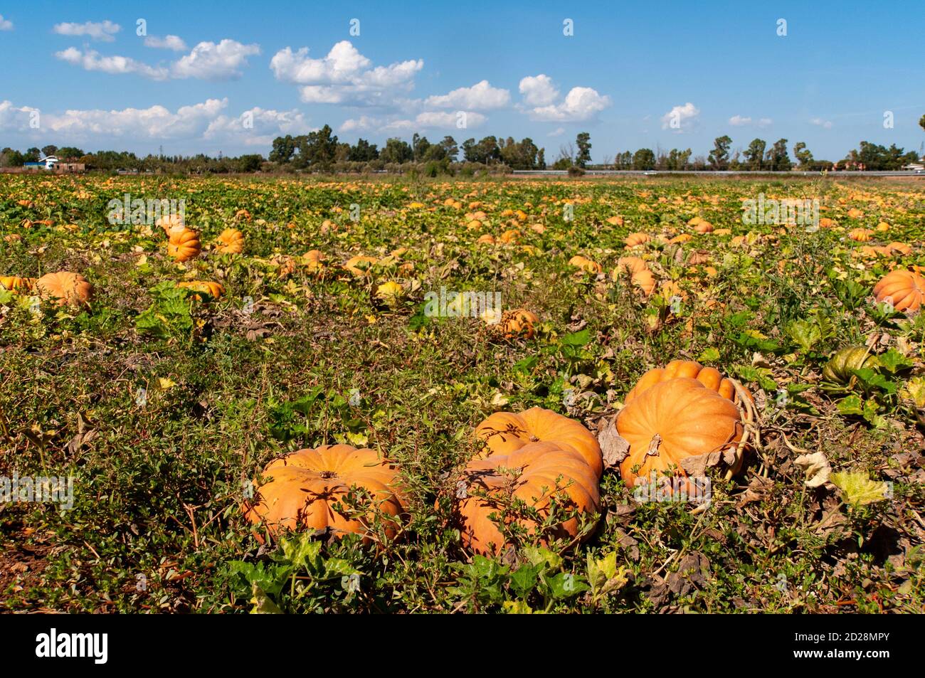 Un allevamento di zucche in Lazio, Italia. Foto Stock