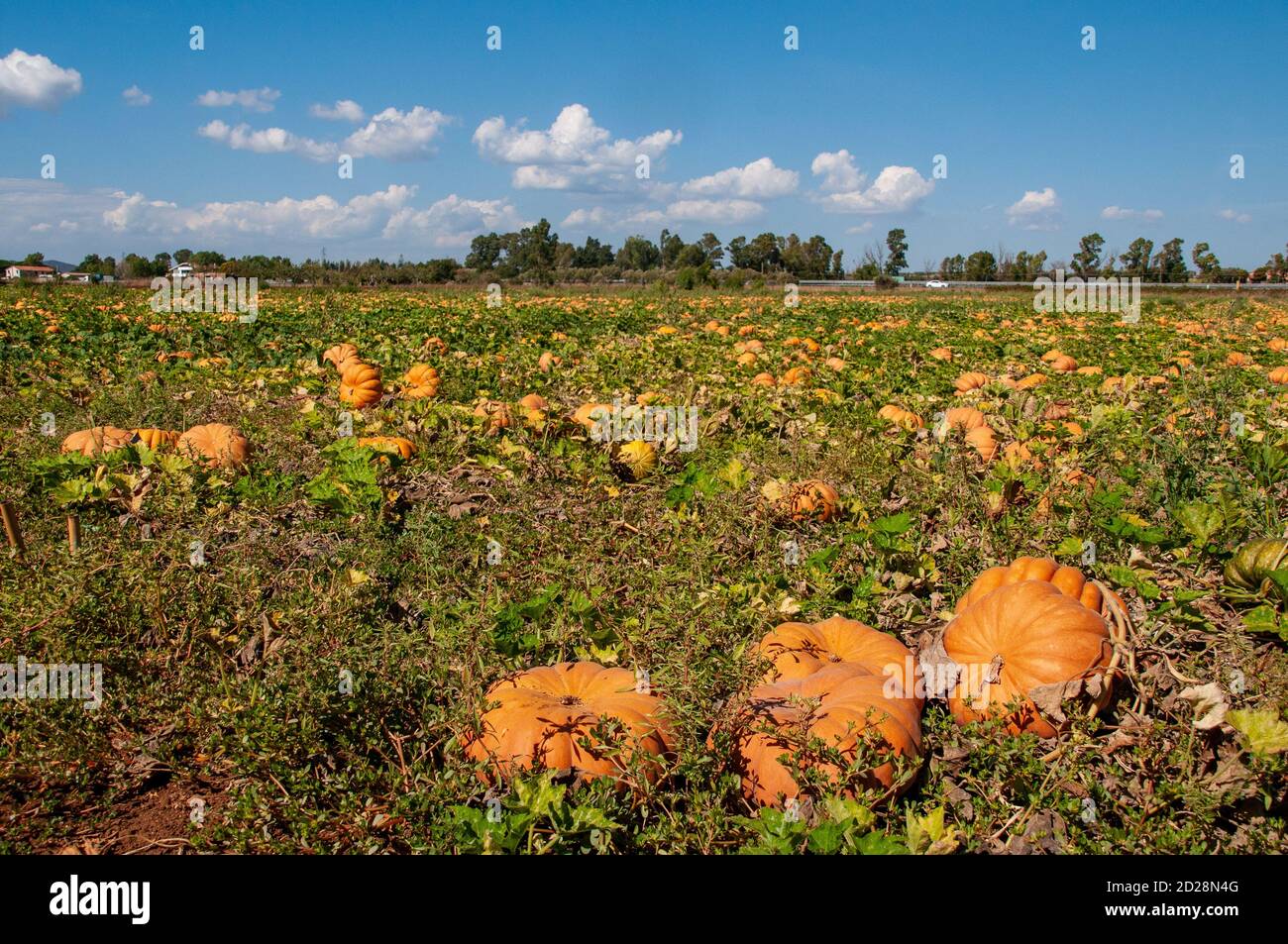 Un allevamento di zucche in Lazio, Italia. Foto Stock