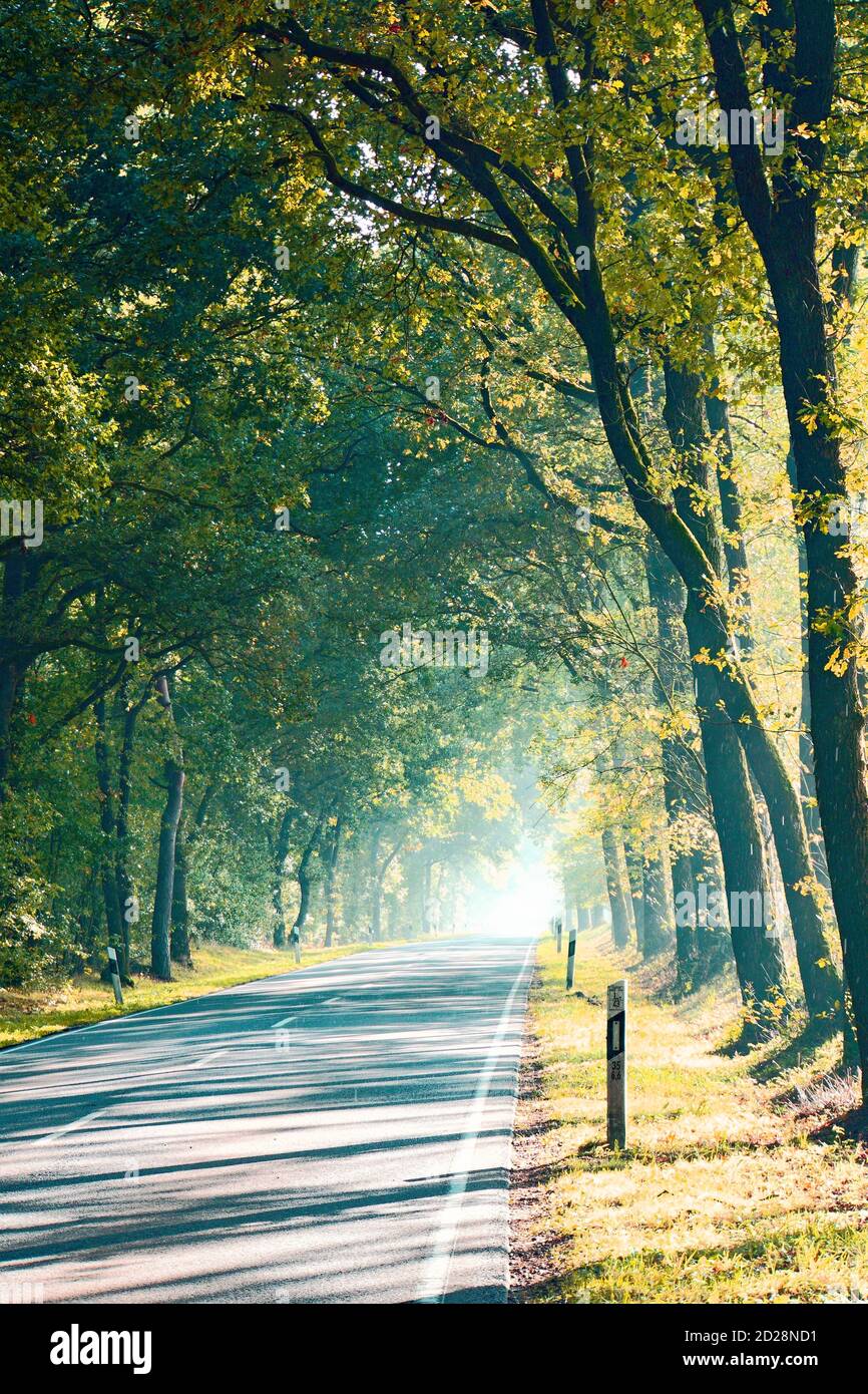 Il sole profondo evoca una favola che si affaccia sulla strada con i suoi raggi. Alberi di quercia su entrambi i lati. Ombre lunghe Foto Stock