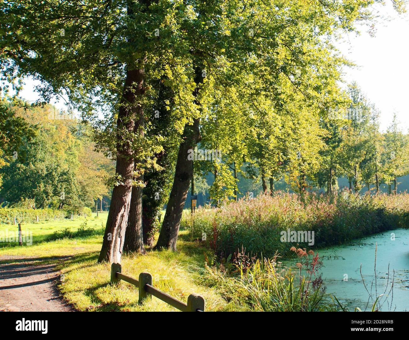 Gruppo di quattro alberi decidui sul bordo del sentiero. Acqua con anatre. Lunghe ombre perché il sole è molto basso. Inizia l'autunno. Foto Stock