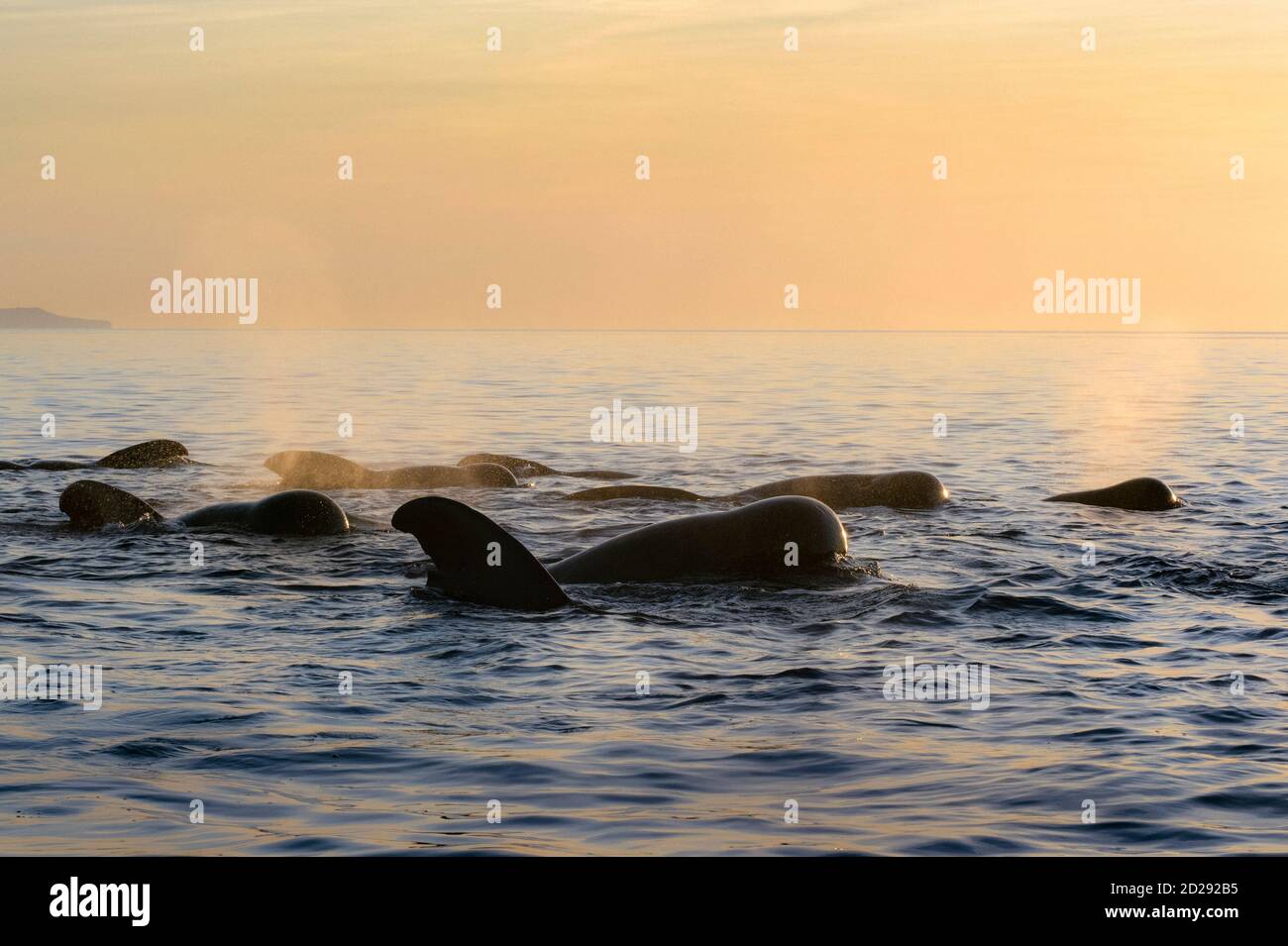 Balenottere pilota con altalena corta, Globicephala macrorhynchus, balenottere pilota socializzanti, Baja California, Messico, Golfo della California, Mare di Cortez, Pacifico O. Foto Stock