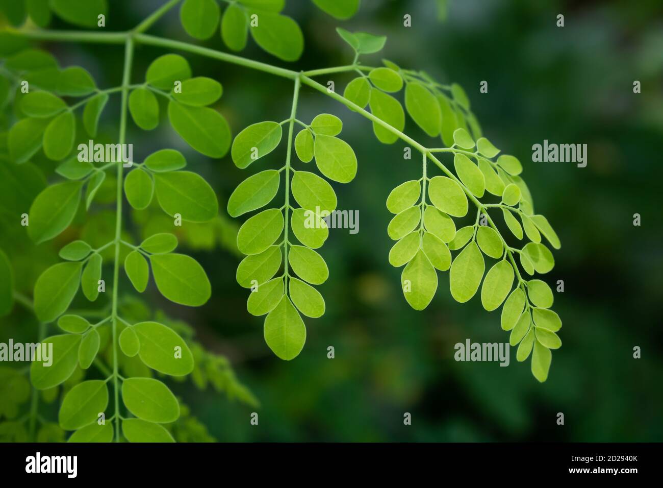 Foglie verdi naturali di Moringa nel Giardino, sfondo verde. Moringa, foglie (Moringa oleifera Lamk.) Foto Stock