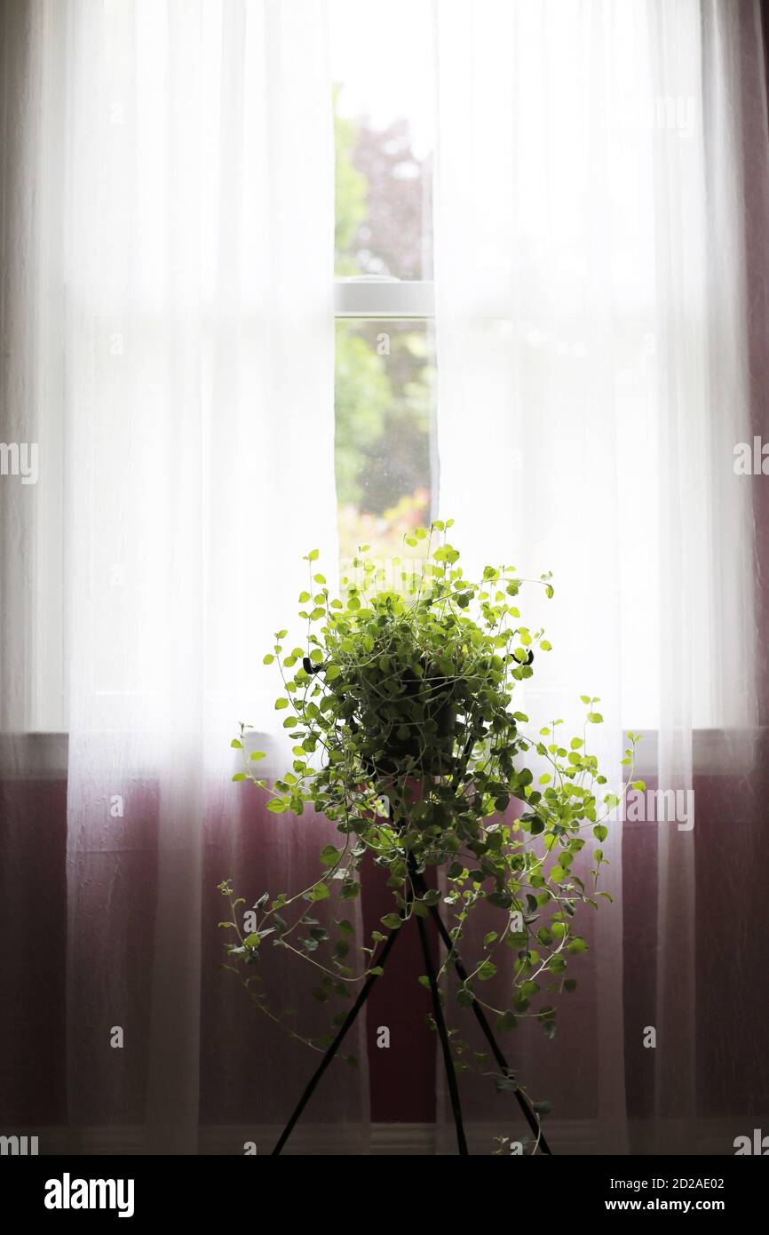 Una pianta di liquirizia in un contenitore su un basamento della pianta  davanti ad una finestra con le tende bianche velate Foto stock - Alamy