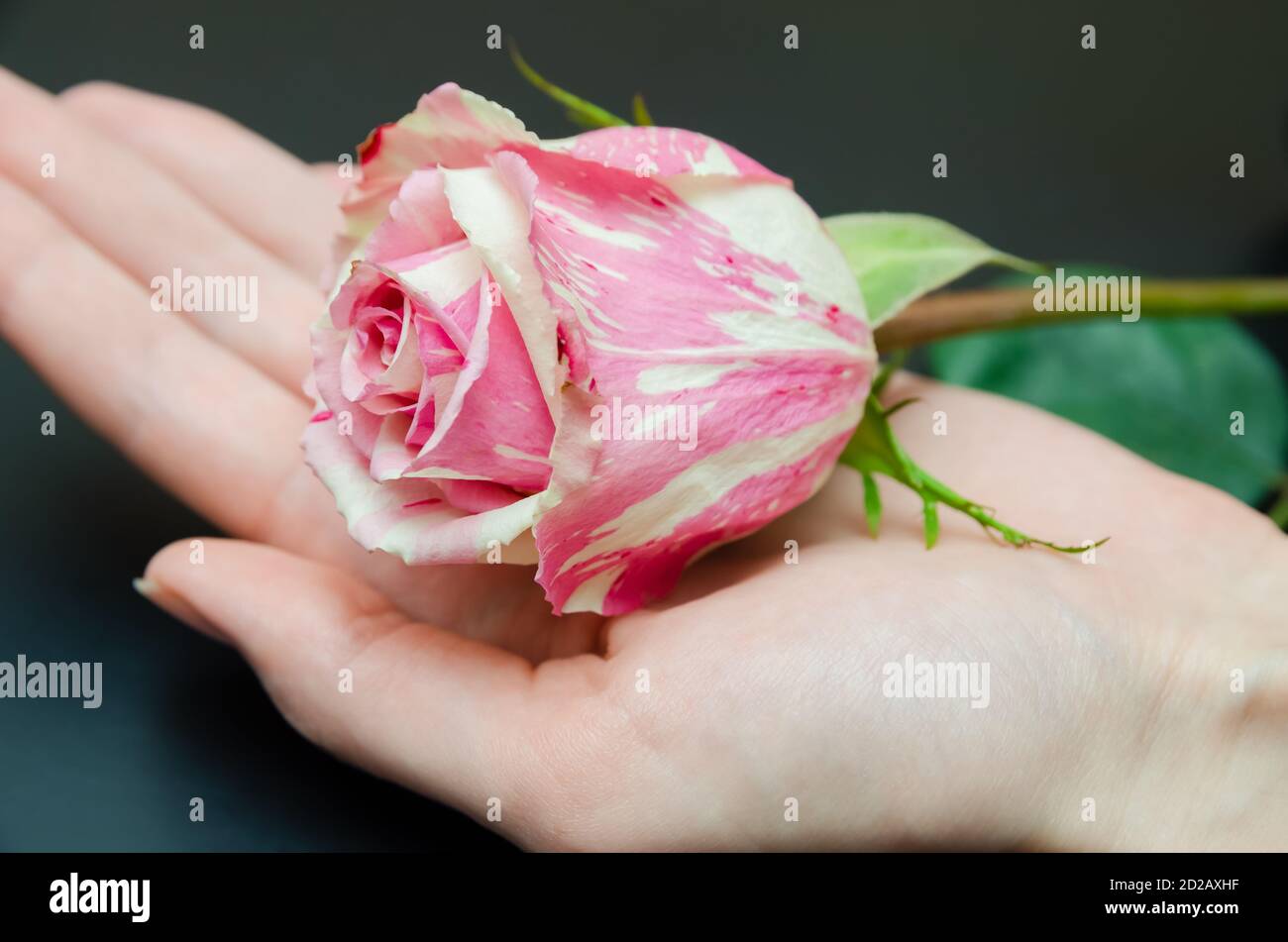 Bella rosa bianca e rosa nelle mani da vicino delle donne uno sfondo nero Foto Stock