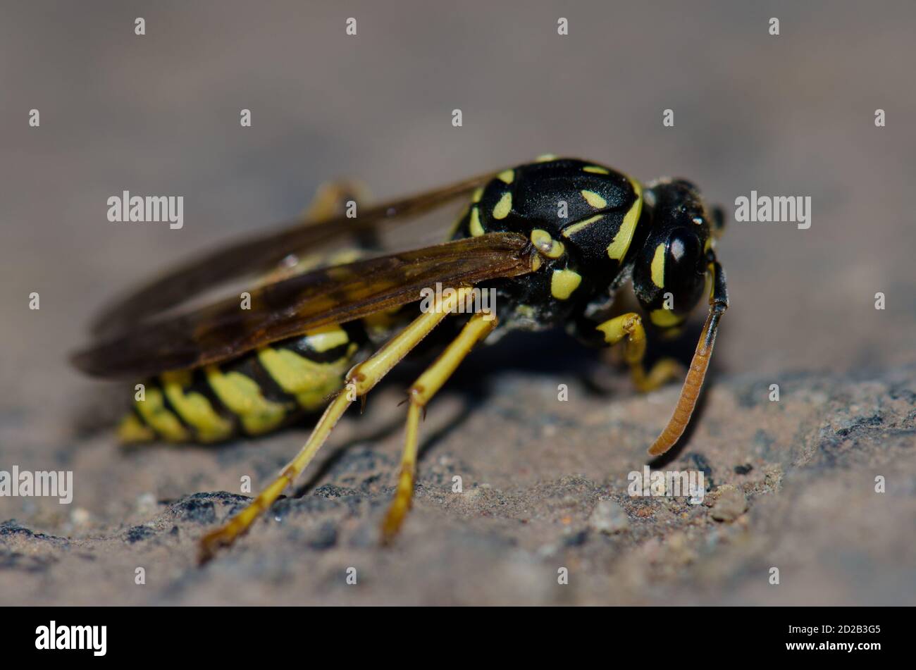 Carta wasp Polistes gallicus a terra. A nord di Gran Canaria. Isole Canarie. Spagna. Foto Stock