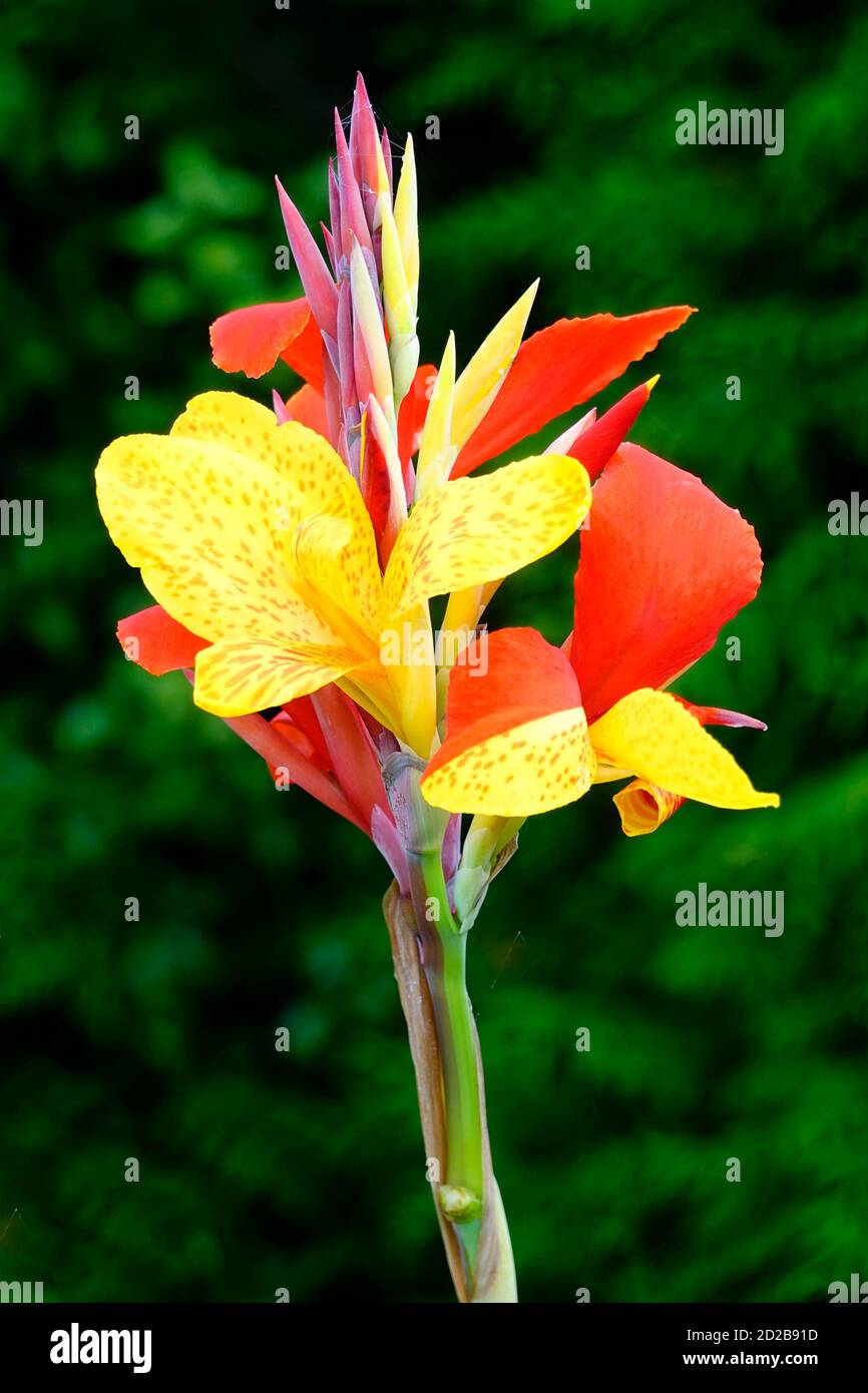 Giardinaggio primo piano canna fiore testa & gemme creduto a. Be Durban giallo petali arancione appena aperto e grappolo di Gemme nel giardino interno Inghilterra UK Foto Stock
